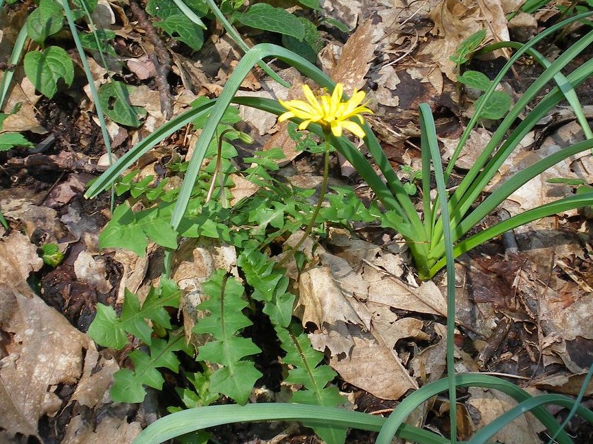 Aposeris foetida